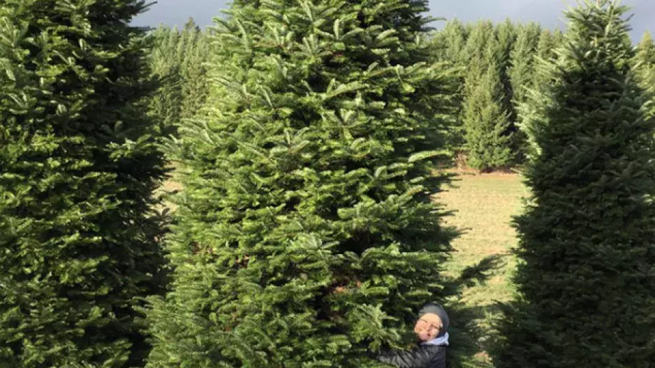 Koupili šestimetrový vánoční strom a našli skvělý způsob, jak ho vměstnat do domu