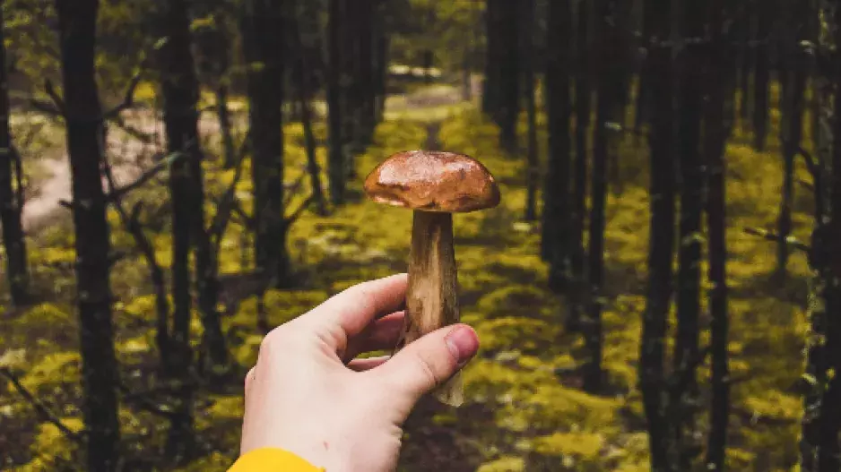 Bojíte se sbírat houby v lese? Stáhněte si novou českou aplikaci!