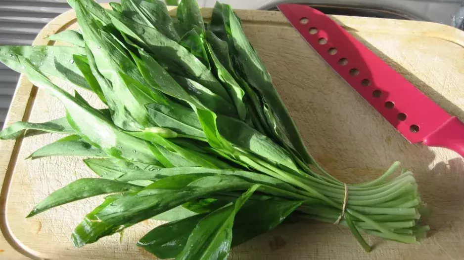 Herbář na talíři: Co dělat s jarními bylinkami?