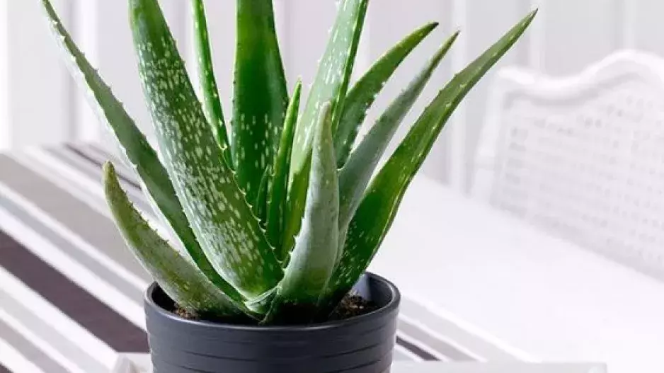 FOTO: 15 krásných a nenáročných pokojových rostlin