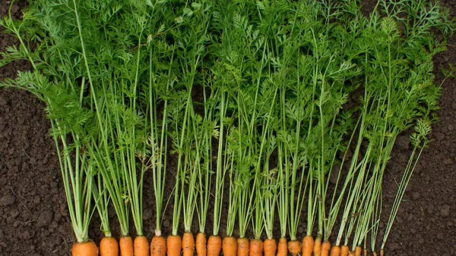 Stop plýtvání jídlem! Jezte mrkvovou nať, kedlubnové listy i kůru citrusů