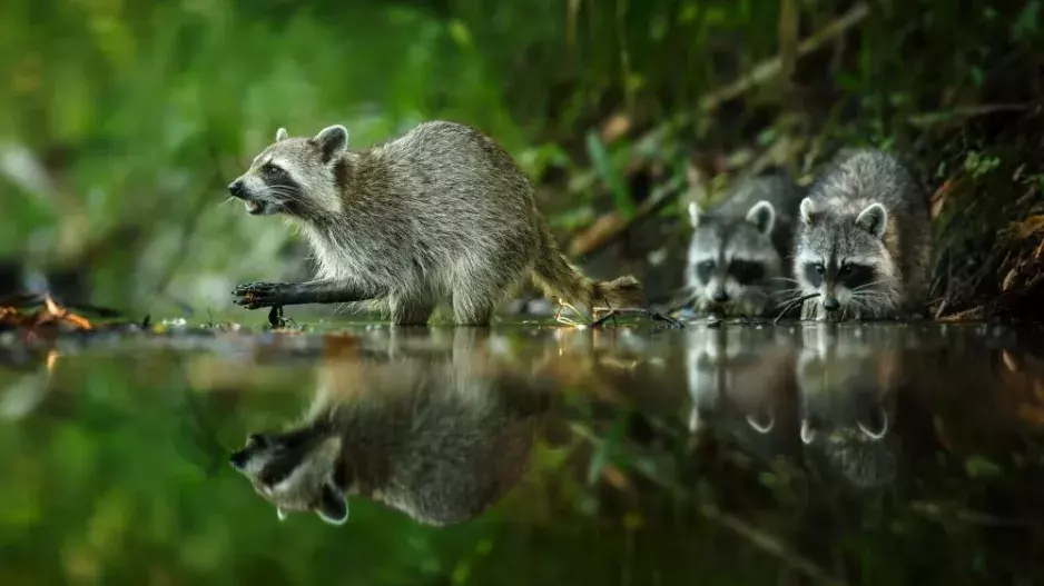 FOTO: Čeští fotografové představují nejlepší fotky zvířat. Můžete je obdivovat i na výstavě