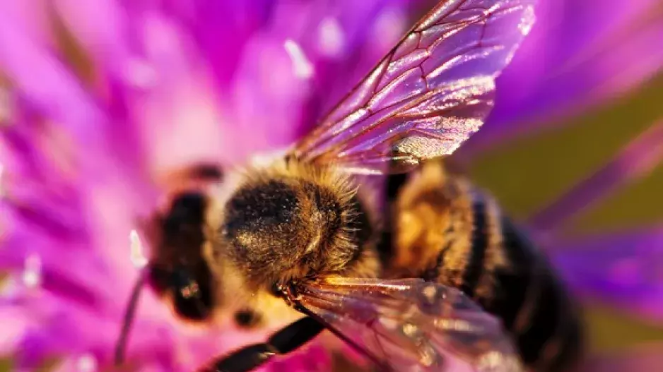 Zdálo se mi o včelách