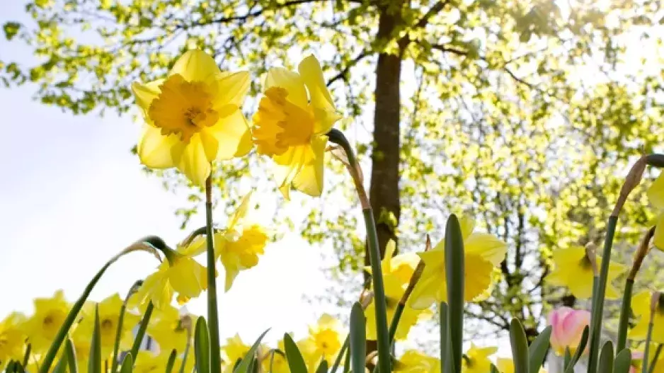 Barevná kouzla jara