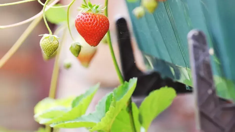 Jahody na balkoně