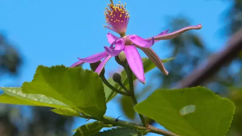 Zvláštnosti na terasu