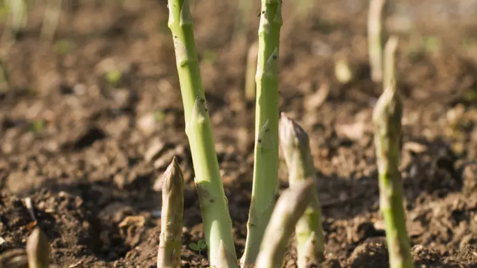 Lahůdka jménem chřest