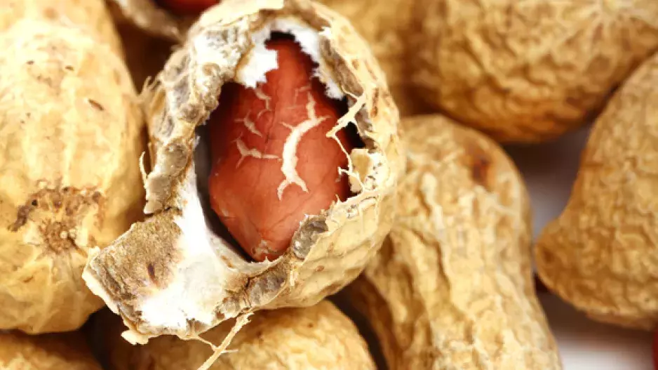 Burské oříšky z vlastní sklizně