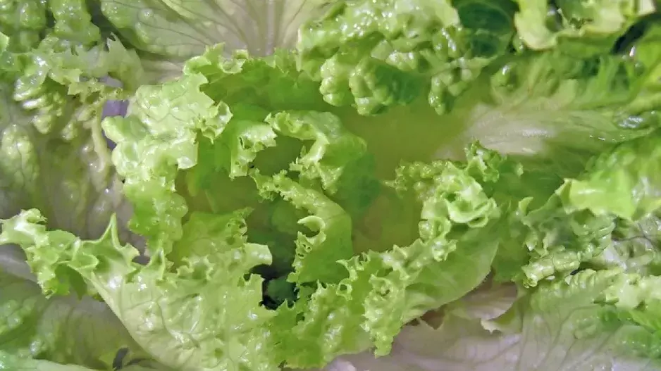 Jak zacházet s hlávkovým salátem