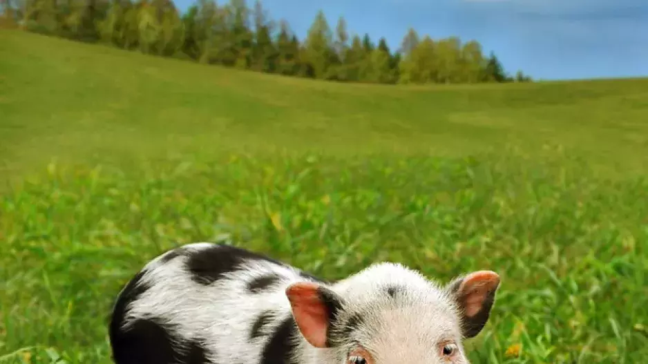 Pěkné prase, doktore