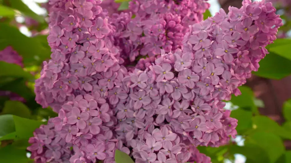 Šeříkové opojení