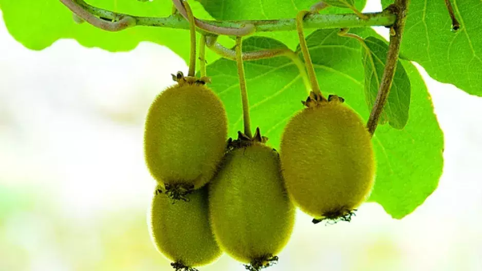 Kiwi z vlastní zahrádky
