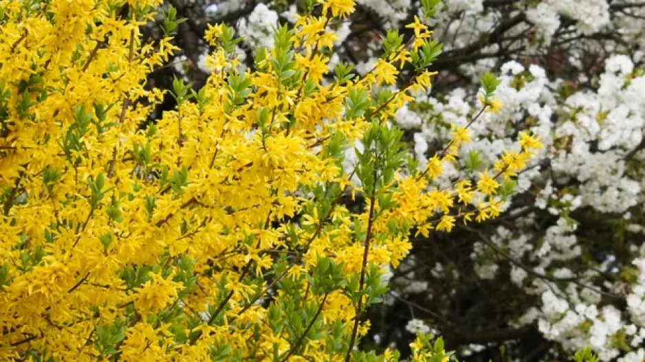 Zlatice chce omlazení