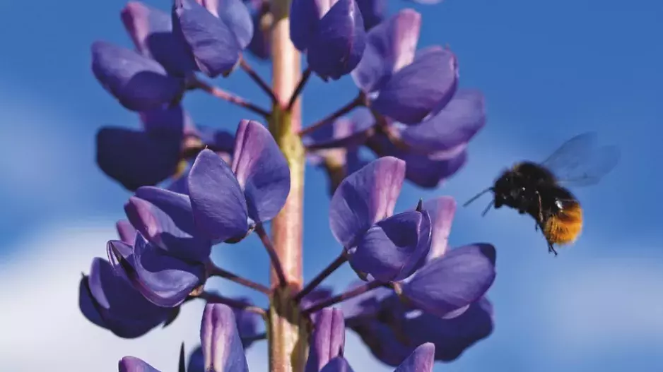 Základy zelené alchymie
