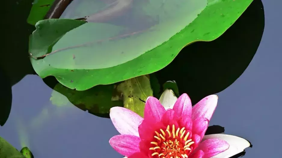 Začíná sezona lotosů