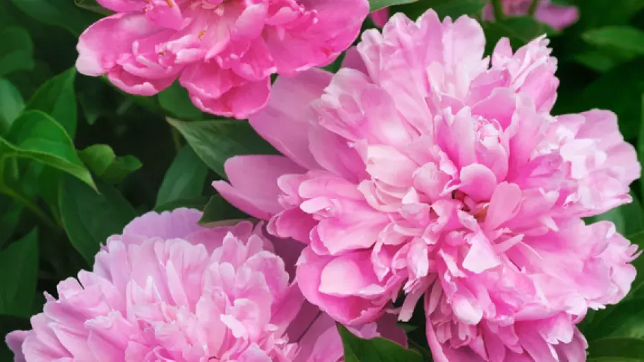 Jak si užít pivoňky