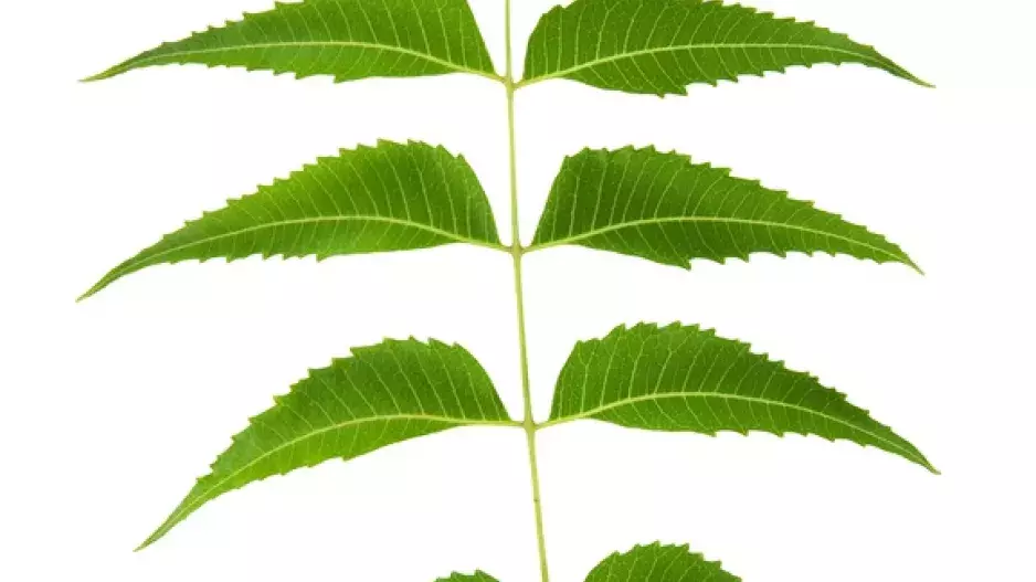 Zázračný strom pro krásu