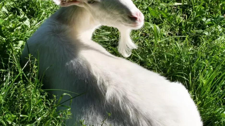 Koza mě srovnala do latě