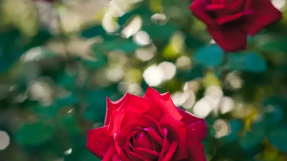 Doprovod pro královnu