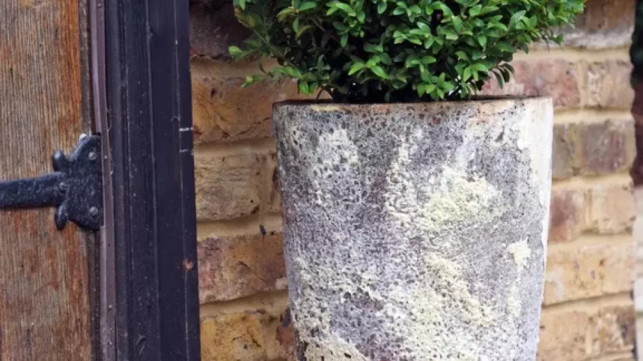 Nenápadný půvab vavřínu