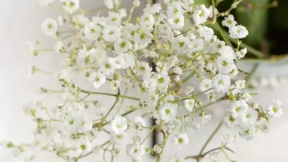 Nevěstin závoj nejen pro nevěsty