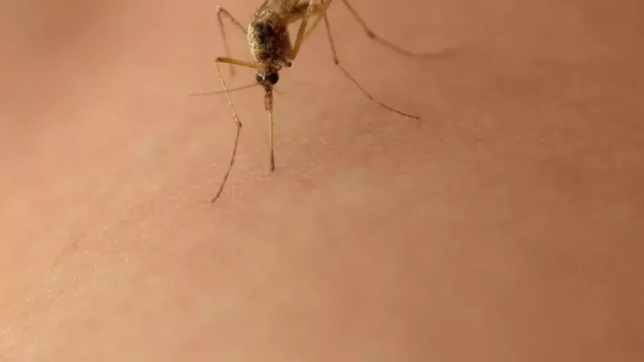 Přírodně proti obtížnému hmyzu