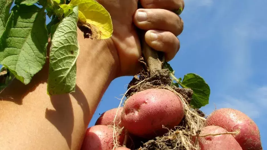 Rané brambory z vlastní zahrady