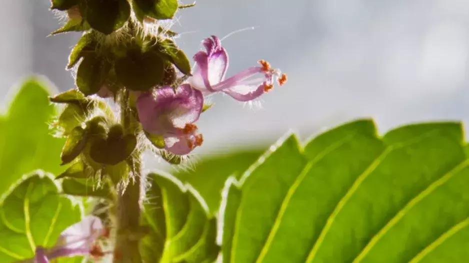 Bylinky s vůní ovoce