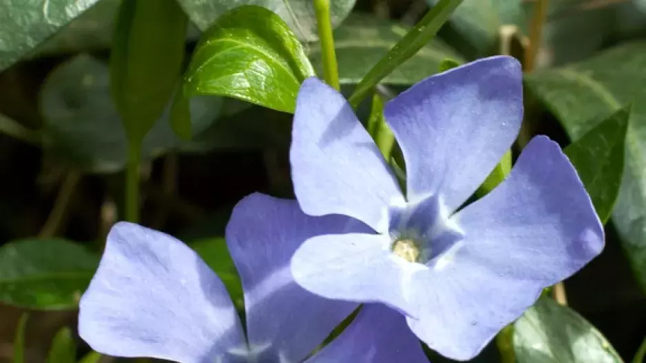 Jak namnožit barvínek