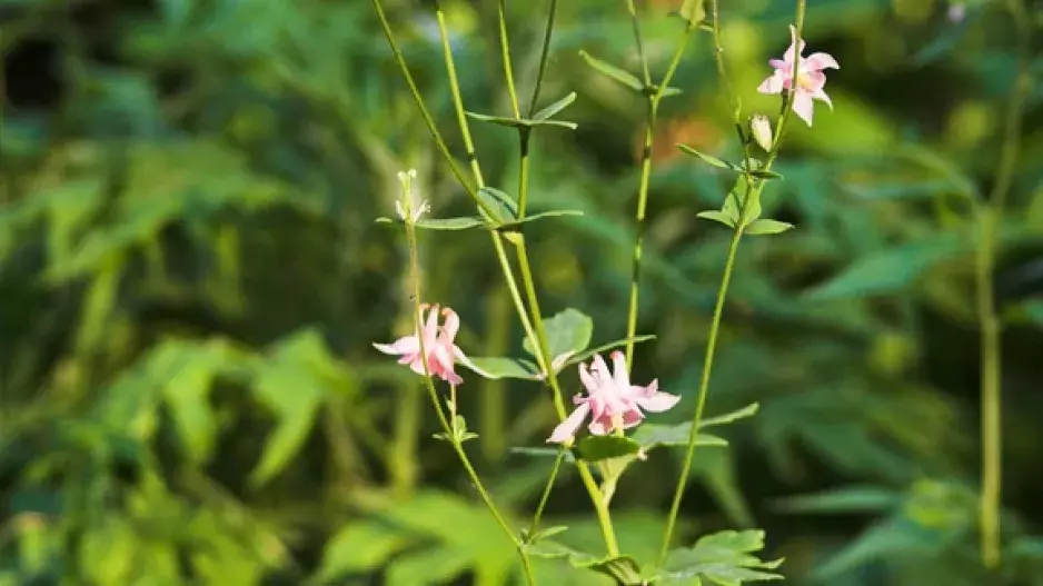 Vyžeňte plevel květinami