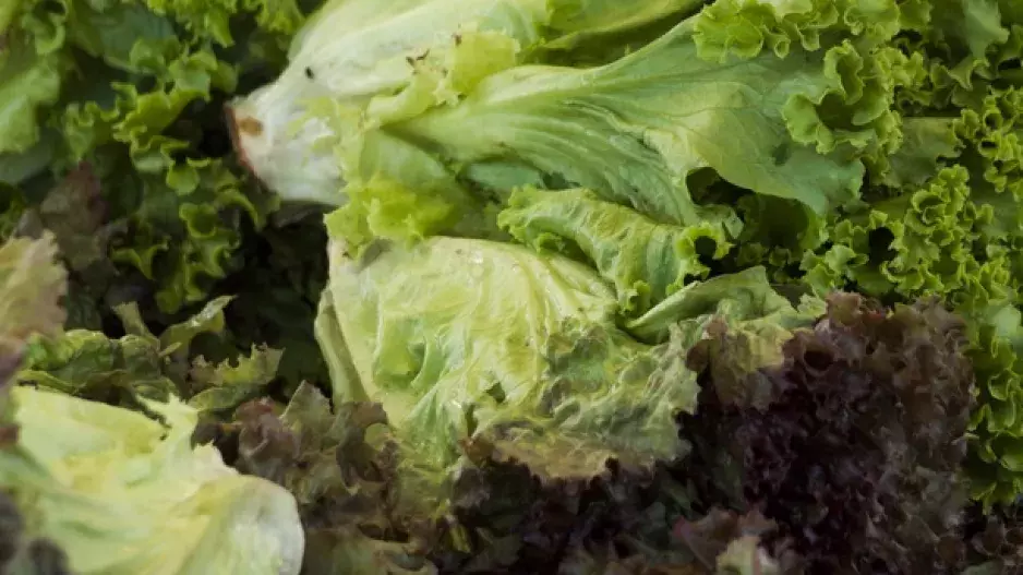 Proč salát v létě vybíhá do květu