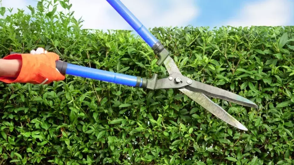 Živý plot má mít tvar