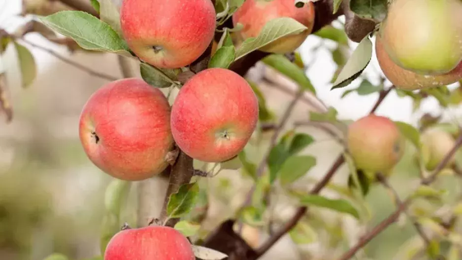 Proberte jablka na stromě
