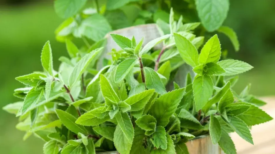 Množení kuchyňských bylinek