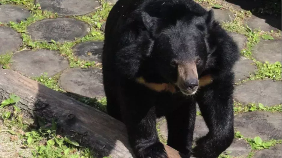 S medem za medvědem