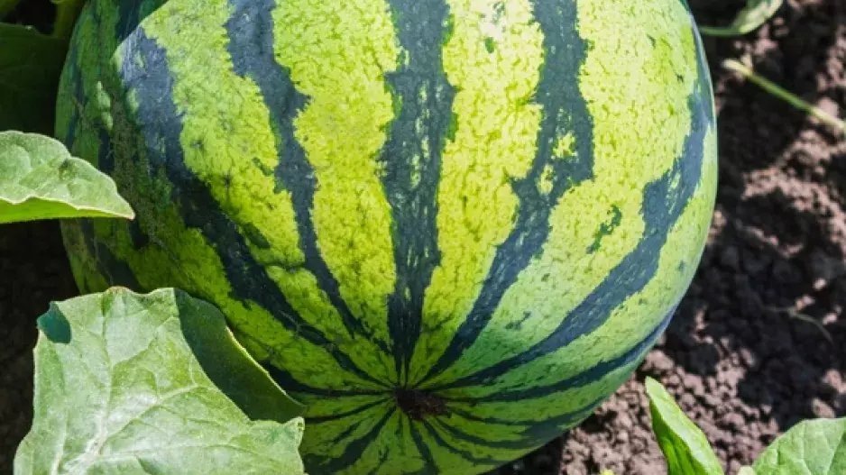 Jak poznáte, že je meloun zralý?