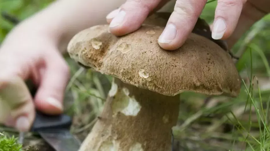 Legendární nožík: Na houby jen s rybičkou!