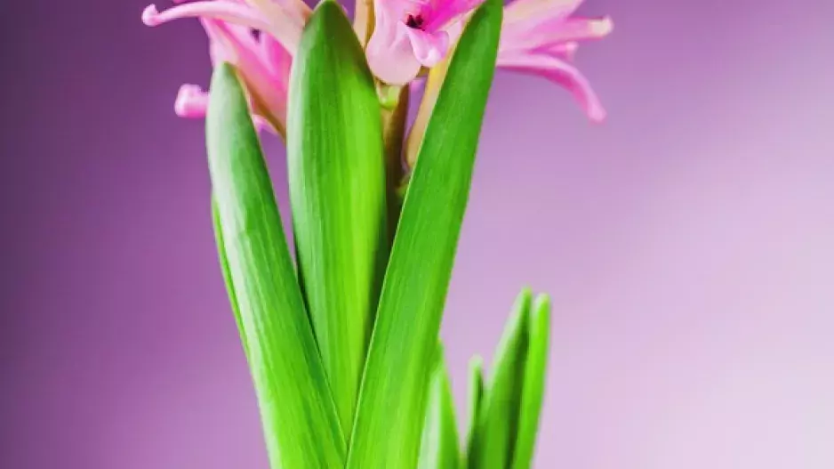 Myslete na jaro: Sázejte cibuloviny!