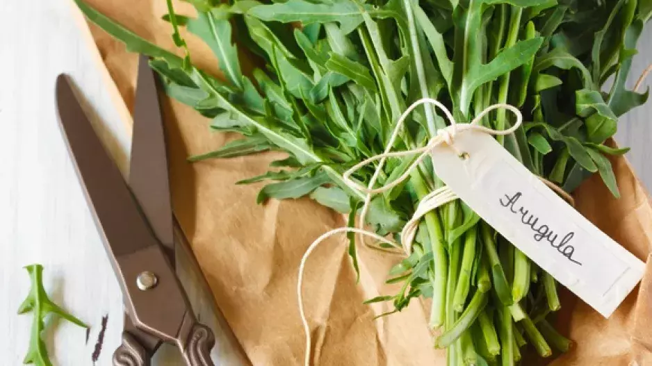 Sklízíme bylinky z květináčů: Jak na to?