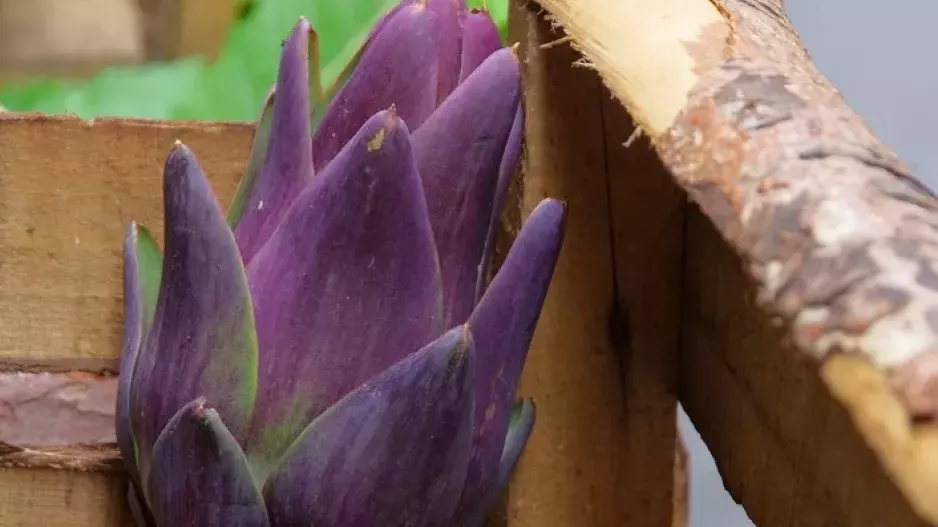 Bodláky pro labužníky: Jak na artyčoky