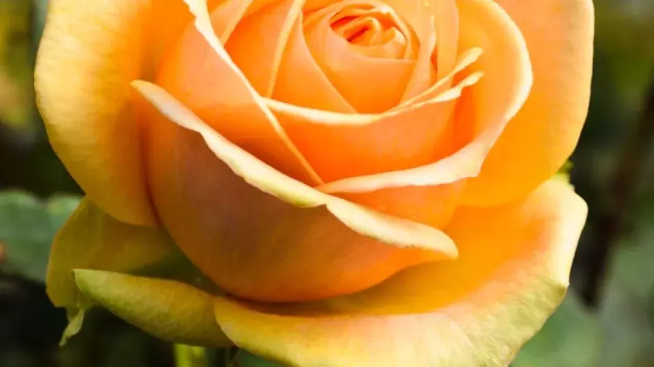 Je čas vysadit růže: Víte, jak na to?