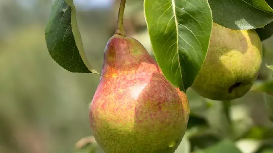 Čas hrušek zralých: Jak je pěstovat a sklízet