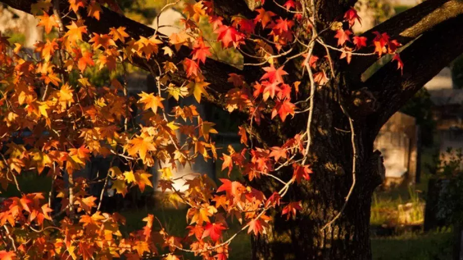 Tip pro zahradu: Ambroň, Miss strom podzimu