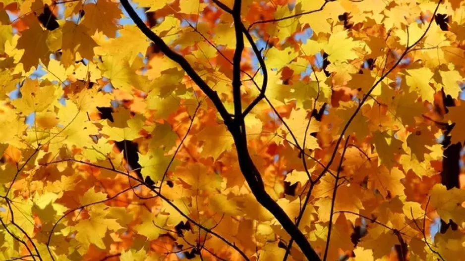 Líbí se vám javory? Vysaďte je právě teď!