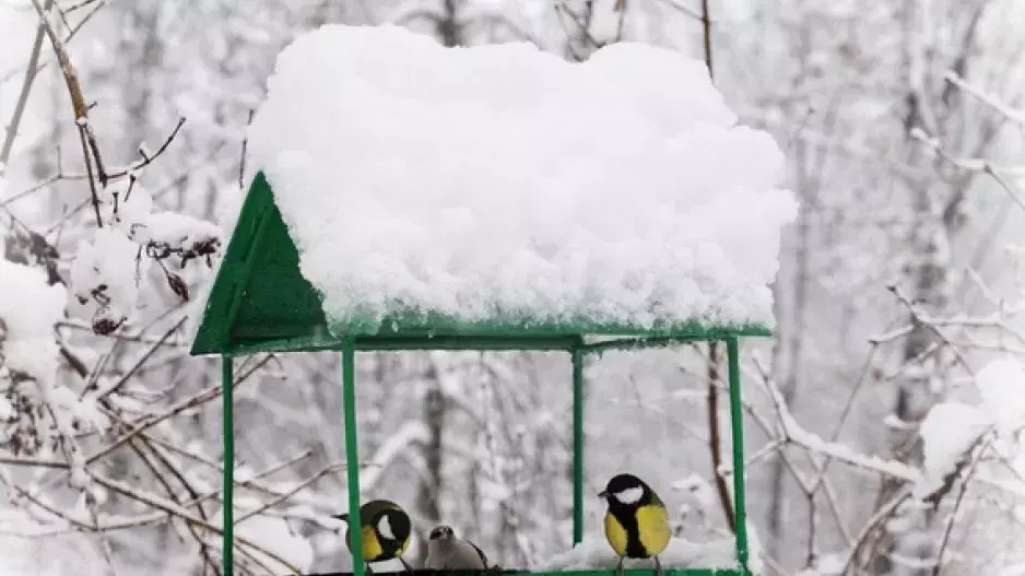 Ptáčci v zimě: Jak je správně krmit