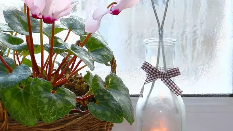 Fešák brambořík: Jak se o něj starat