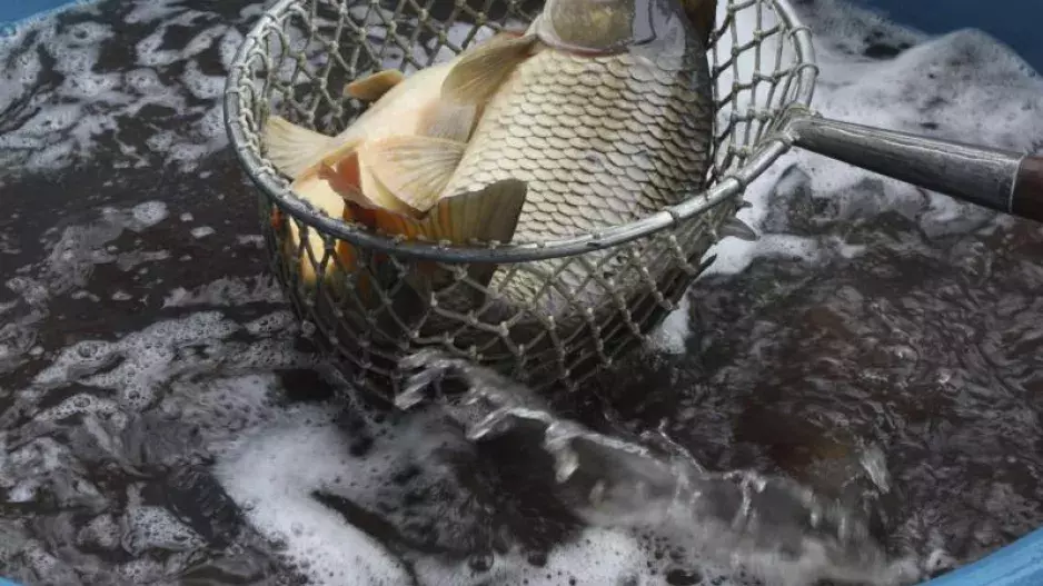 Jak na kapra: 10 dobrých rad