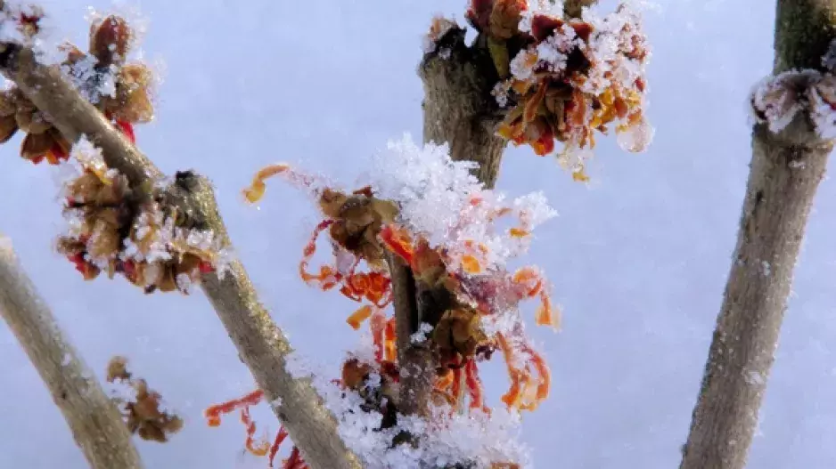 Zimní potěšení: Květy pod sněhem