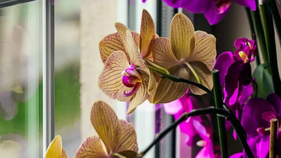 Exotický půvab: Jak pěstovat orchideje