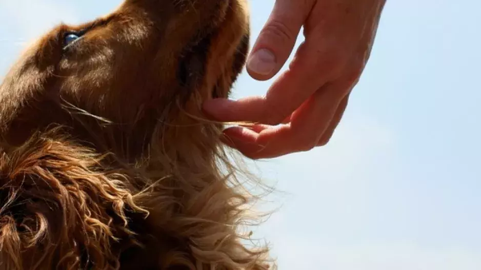 Příběh čtenářky: Kaštánkova smečka